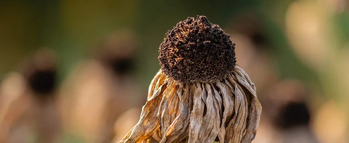 Lo malo en una flor fea